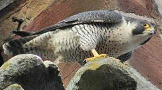 Peregrine Falcon