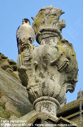 Peregrine Falcon