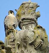 Peregrine Falcon