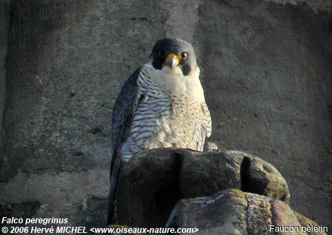 Peregrine Falcon male adult