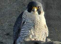 Peregrine Falcon