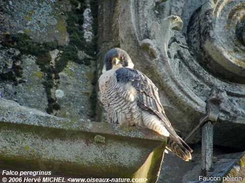 Peregrine Falcon male adult