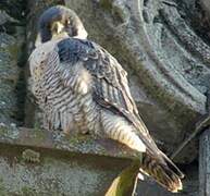 Peregrine Falcon