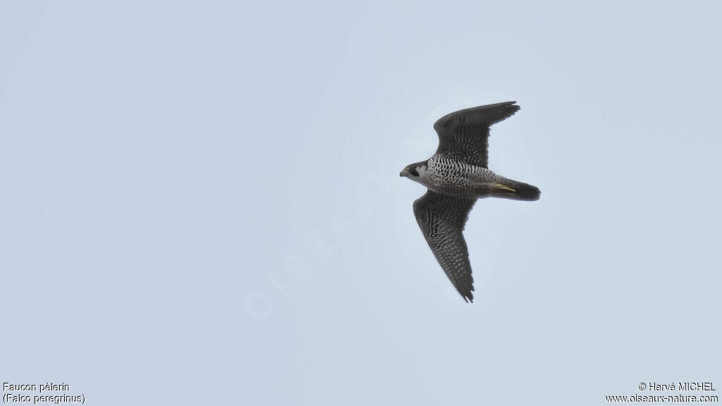 Peregrine Falcon