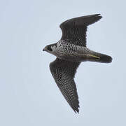 Peregrine Falcon