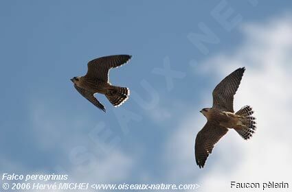 Peregrine Falconjuvenile