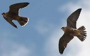 Peregrine Falcon