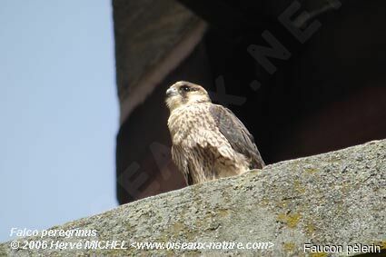 Faucon pèlerinjuvénile