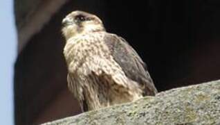 Peregrine Falcon