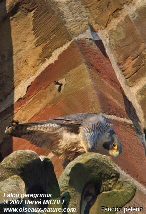 Peregrine Falcon female adult