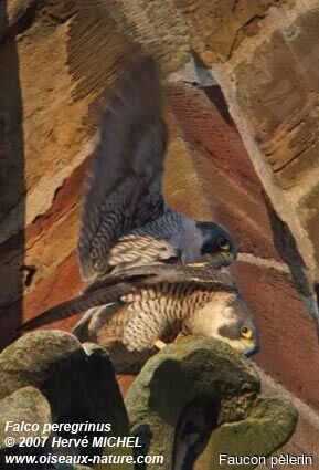 Peregrine Falcon adult
