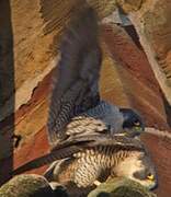 Peregrine Falcon