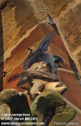 Peregrine Falcon adult