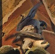 Peregrine Falcon