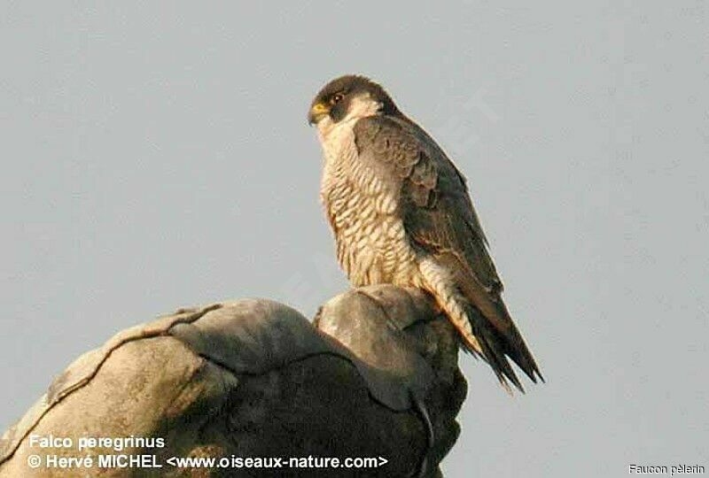 Peregrine Falcon