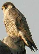 Peregrine Falcon