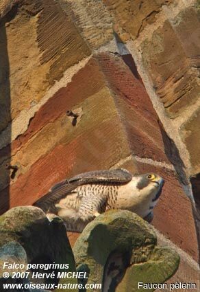 Peregrine Falcon female adult