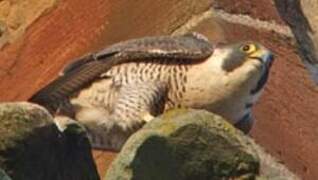 Peregrine Falcon