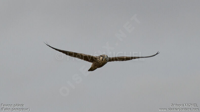 Peregrine FalconFirst year