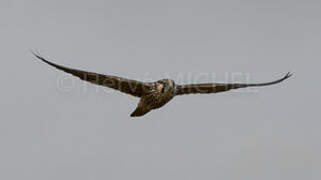 Peregrine Falcon