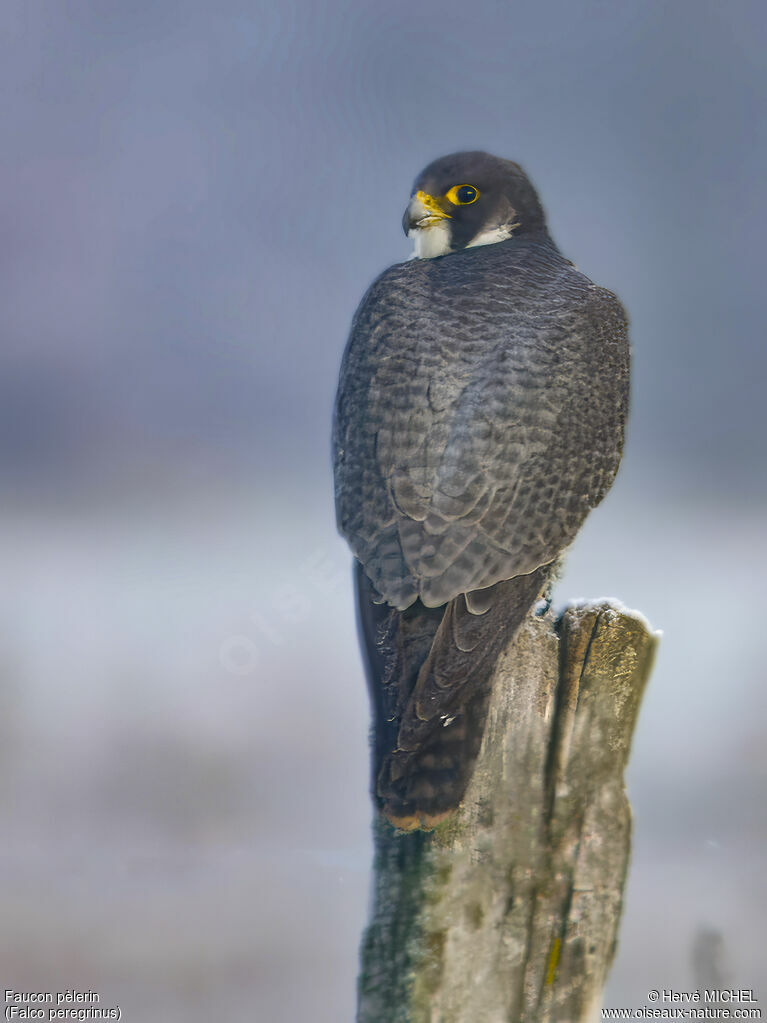 Peregrine Falcon