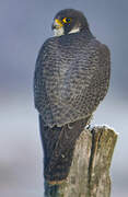 Peregrine Falcon