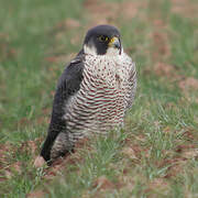 Peregrine Falcon