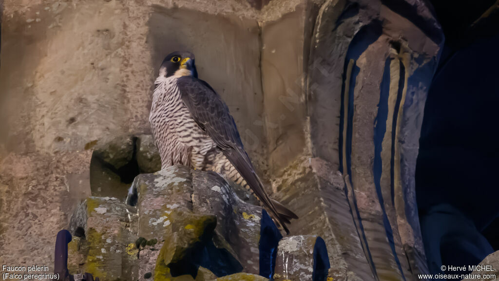 Peregrine Falcon