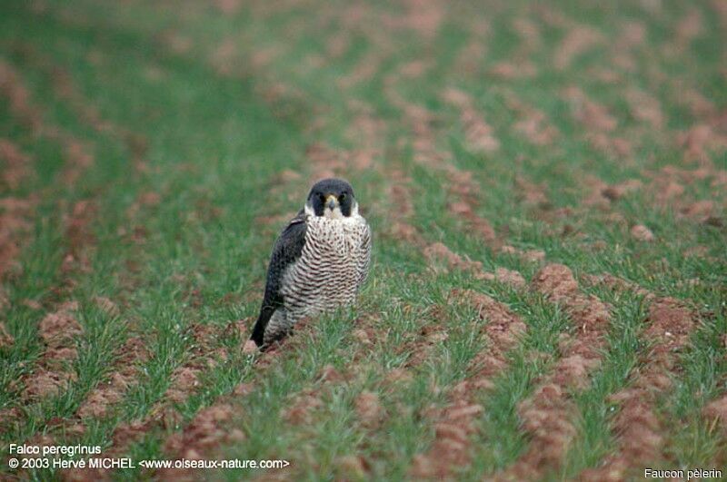 Peregrine Falcon