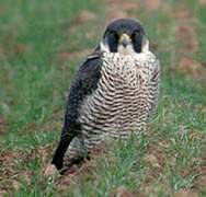 Peregrine Falcon