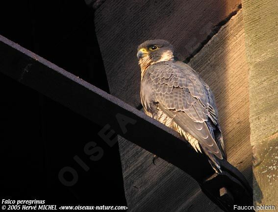 Peregrine Falcon