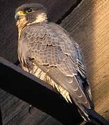 Peregrine Falcon