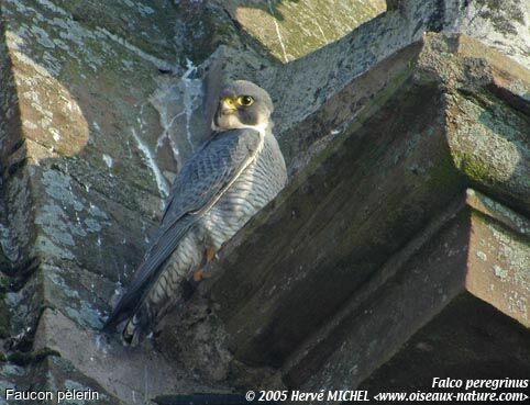 Peregrine Falcon