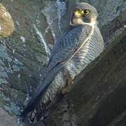 Peregrine Falcon