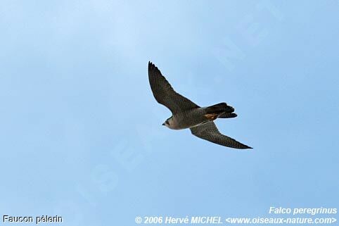 Peregrine Falcon