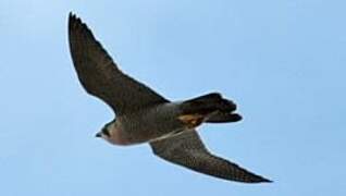 Peregrine Falcon