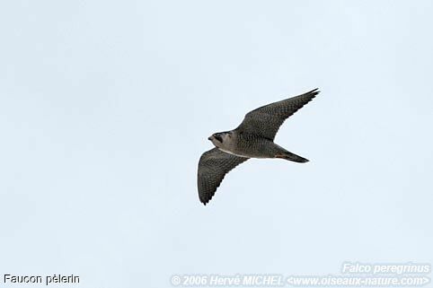 Peregrine Falcon