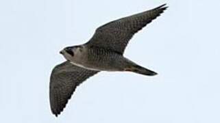 Peregrine Falcon