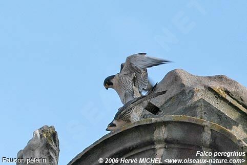 Peregrine Falcon