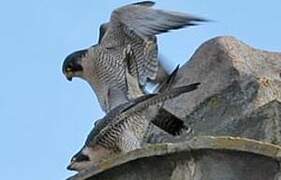 Peregrine Falcon