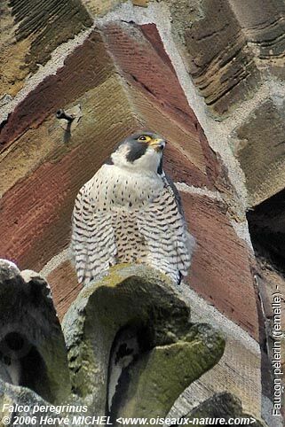 Peregrine Falcon