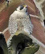 Peregrine Falcon