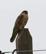 Saker Falcon