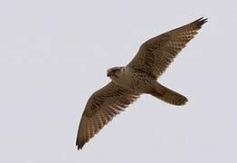 Saker Falcon