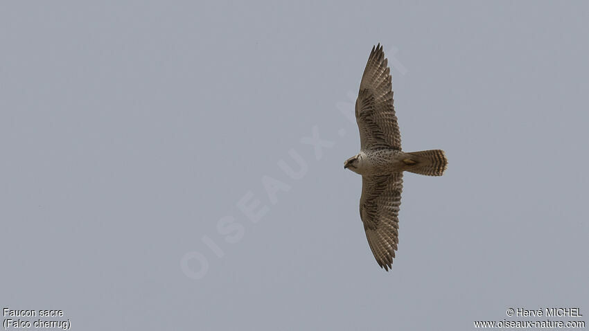 Saker Falcon female adult