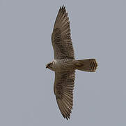 Saker Falcon