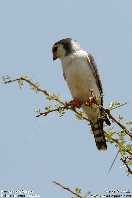 Pygmy Falcon