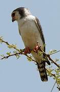 Pygmy Falcon