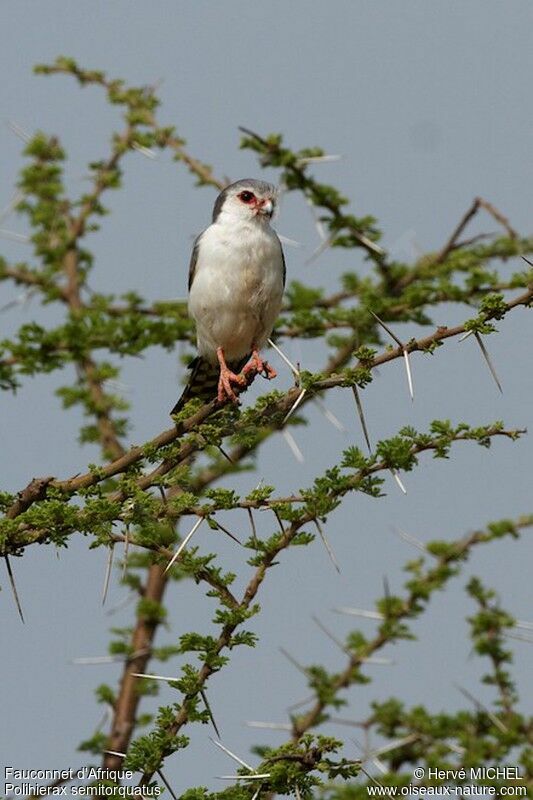 Fauconnet d'Afrique