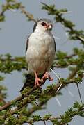 Pygmy Falcon